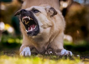 Angry, snarling dog ready to bite.